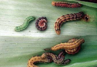 Soybean Podworm 